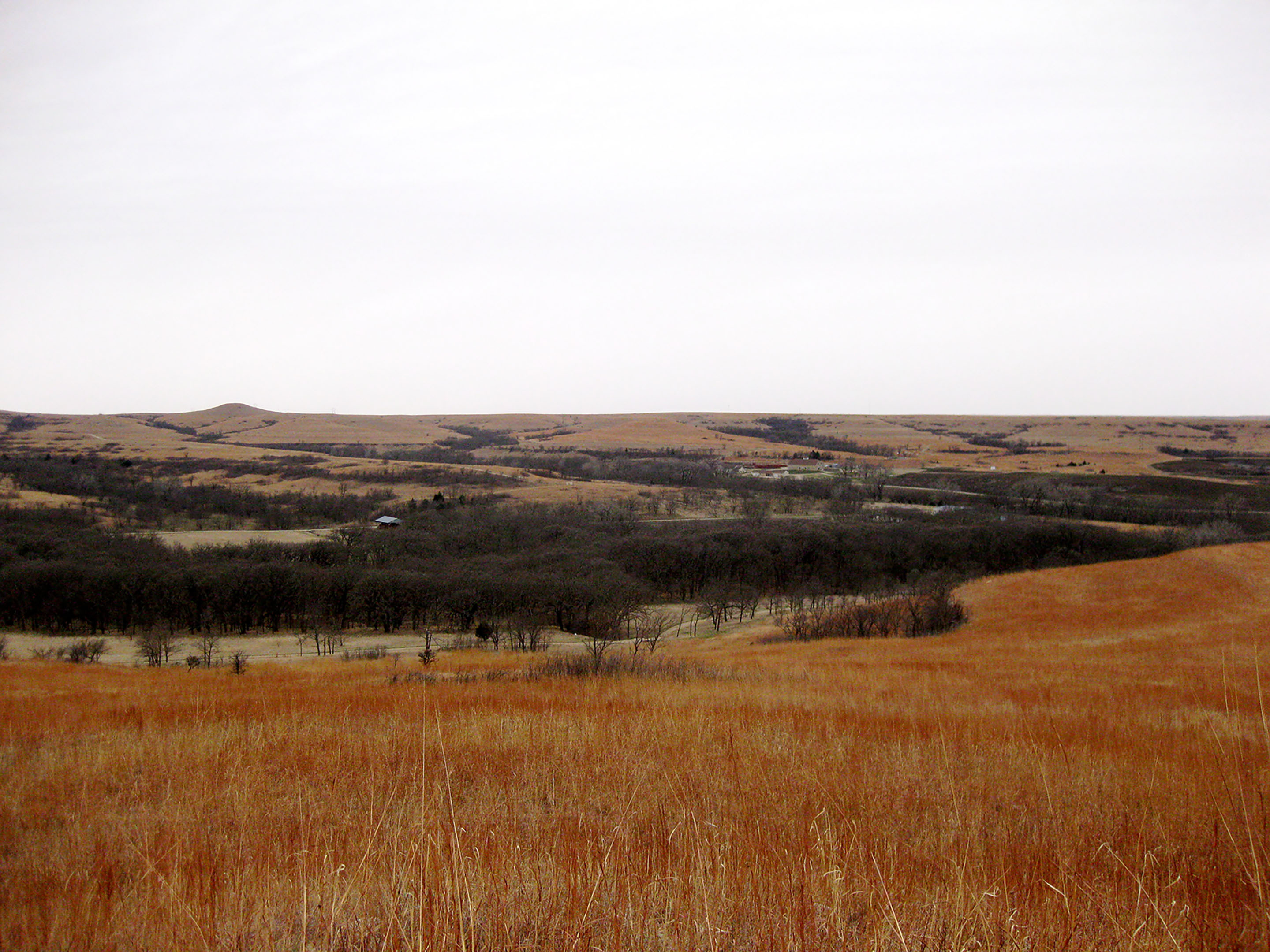 Evaluation of ecotypic variation and functional response of a dominant grass (Andropogon gerardii) across the precipitation gradient of tallgrass prairie and in response to altered precipitation