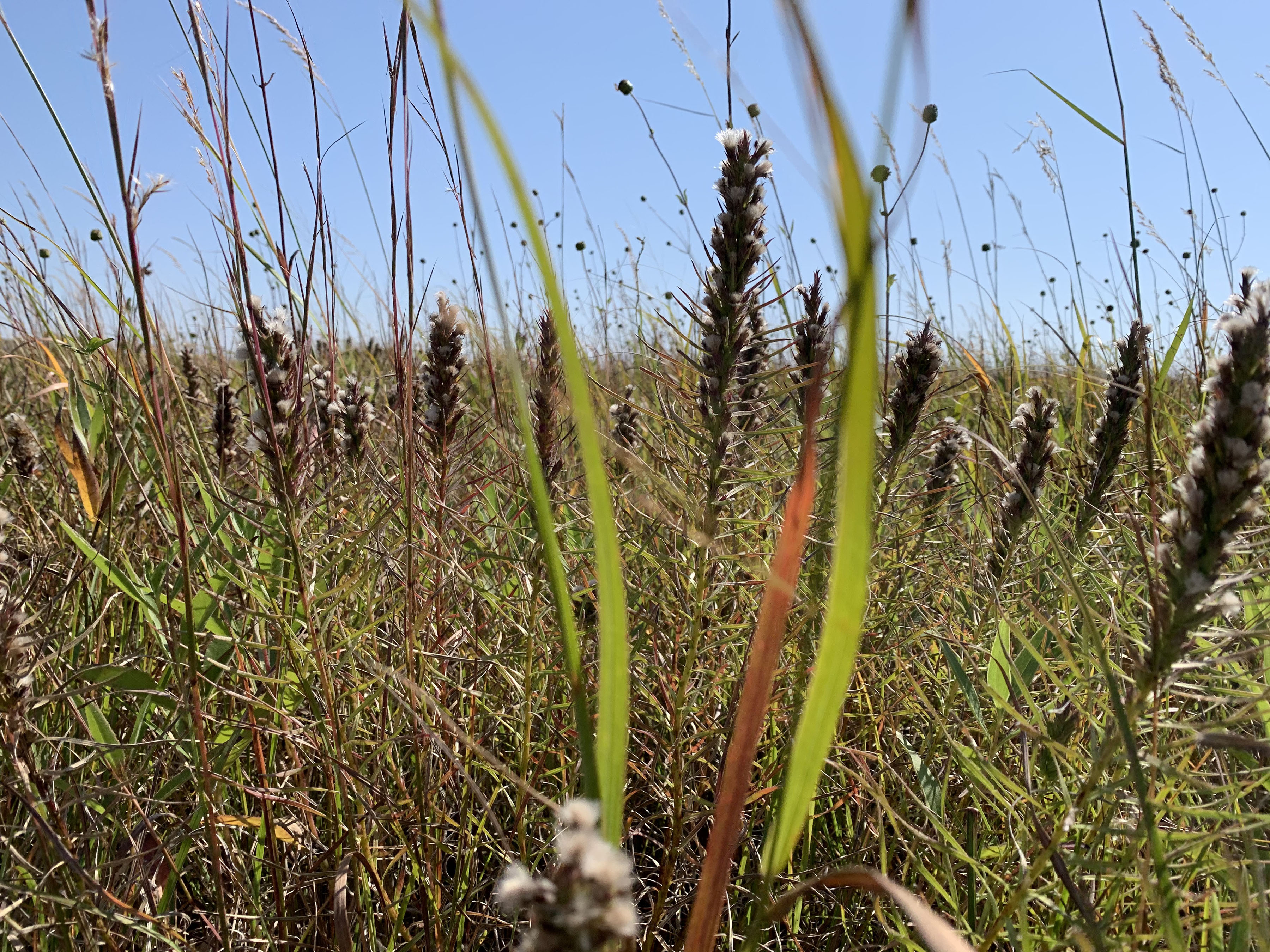 Examination of ecological consequences of dominant grass source