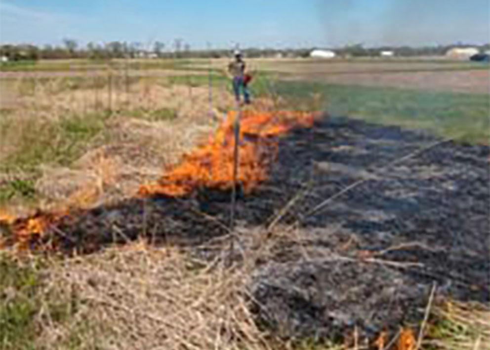 Annual grass burning
