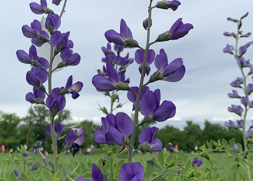 Purple Baptisia australis flowers
