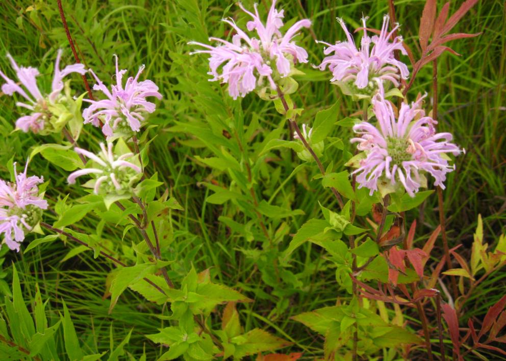 Pink Monarda fistulosa (Beebalm) flowers