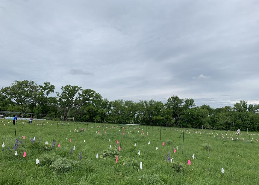 Multiple Prairie Restoration plots with flags