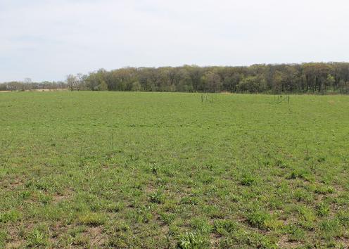 Prairie Restoration plots in green field