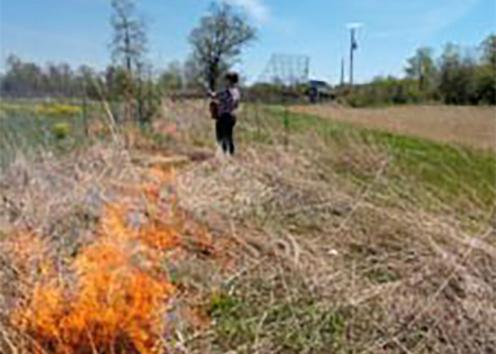 Annual field burning