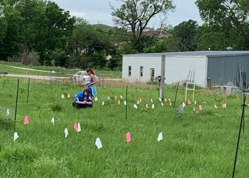 Prairie Restoration plots with white and pink flags